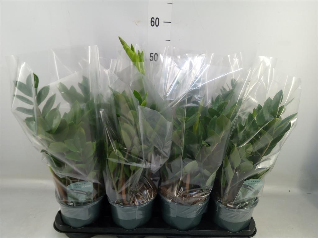 Горшечные цветы и растения оптом Zamioculcas Zamiifolia от 8шт из Голландии с доставкой по России