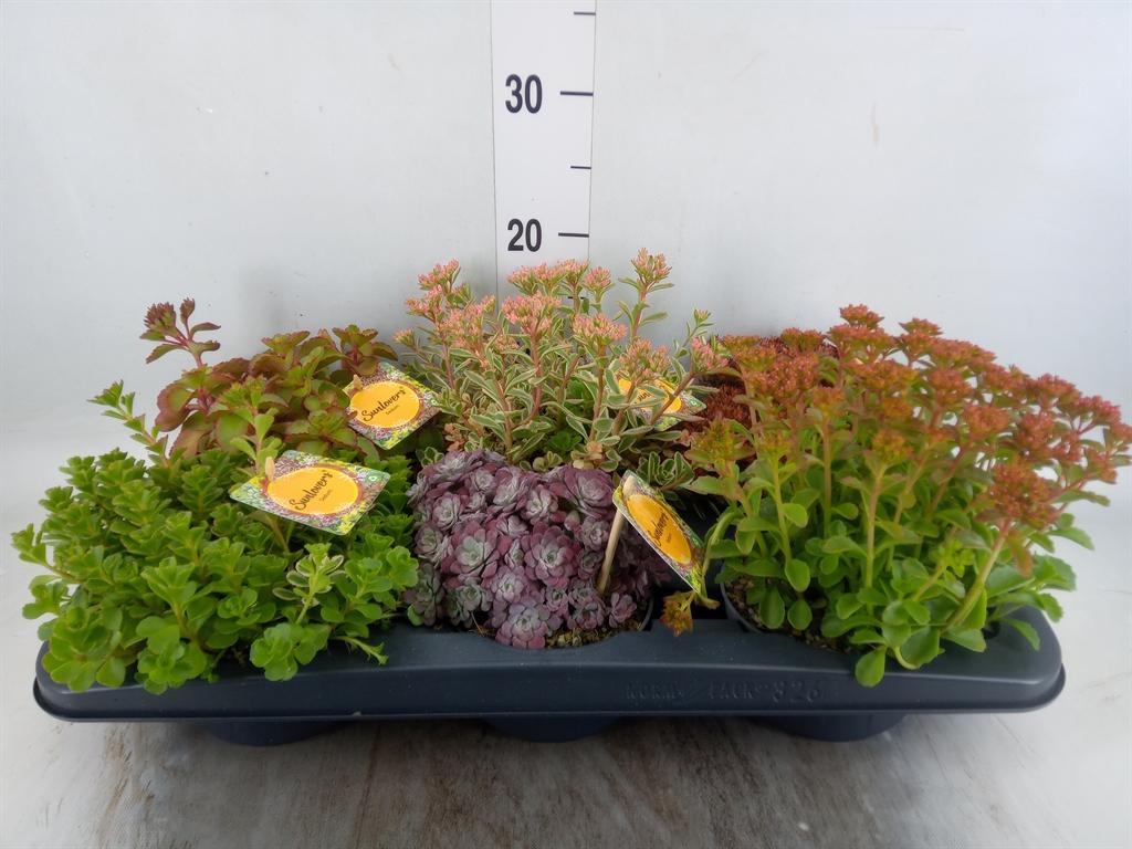 Горшечные цветы и растения оптом Sedum   ...mix от 6шт из Голландии с доставкой по России