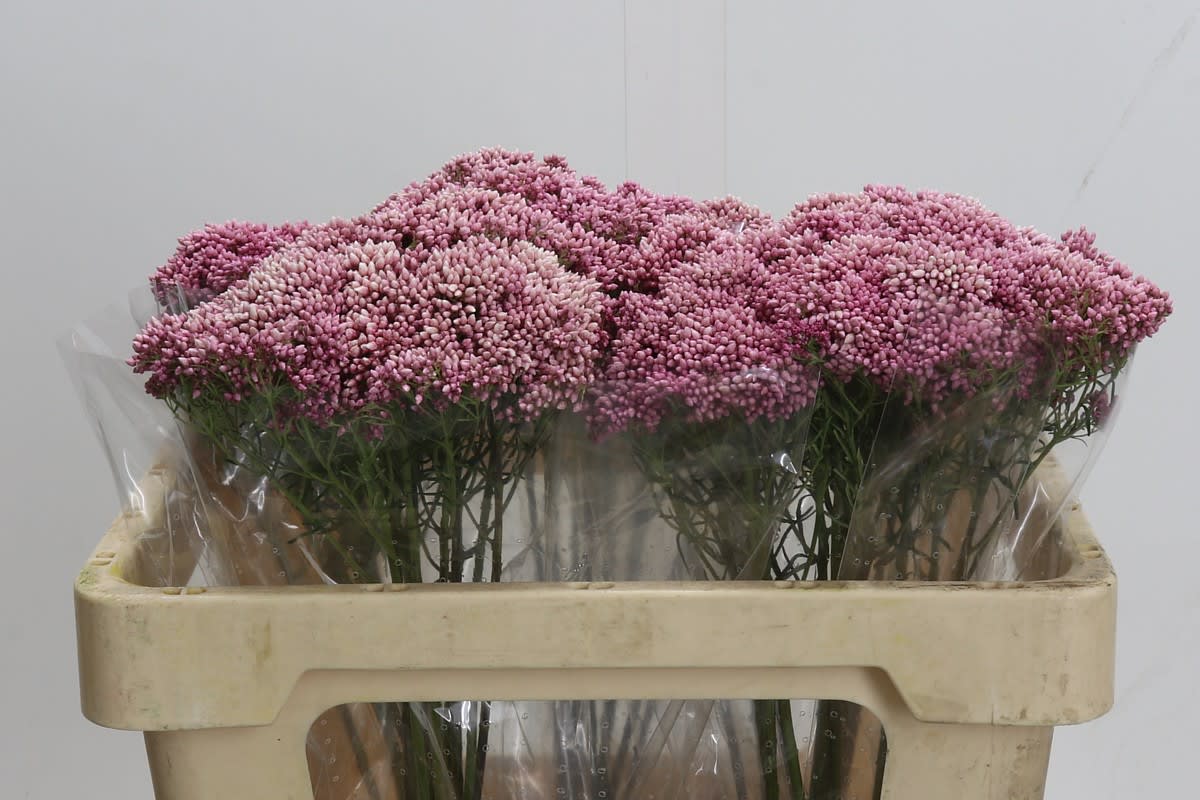 Срезанные цветы оптом Ozothamnus pink от 50шт из Голландии с доставкой по России