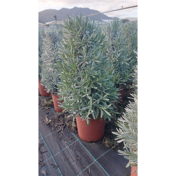 Горшечные цветы и растения оптом Lavandula Angustifolia Pyramid от 1шт из Голландии с доставкой по России