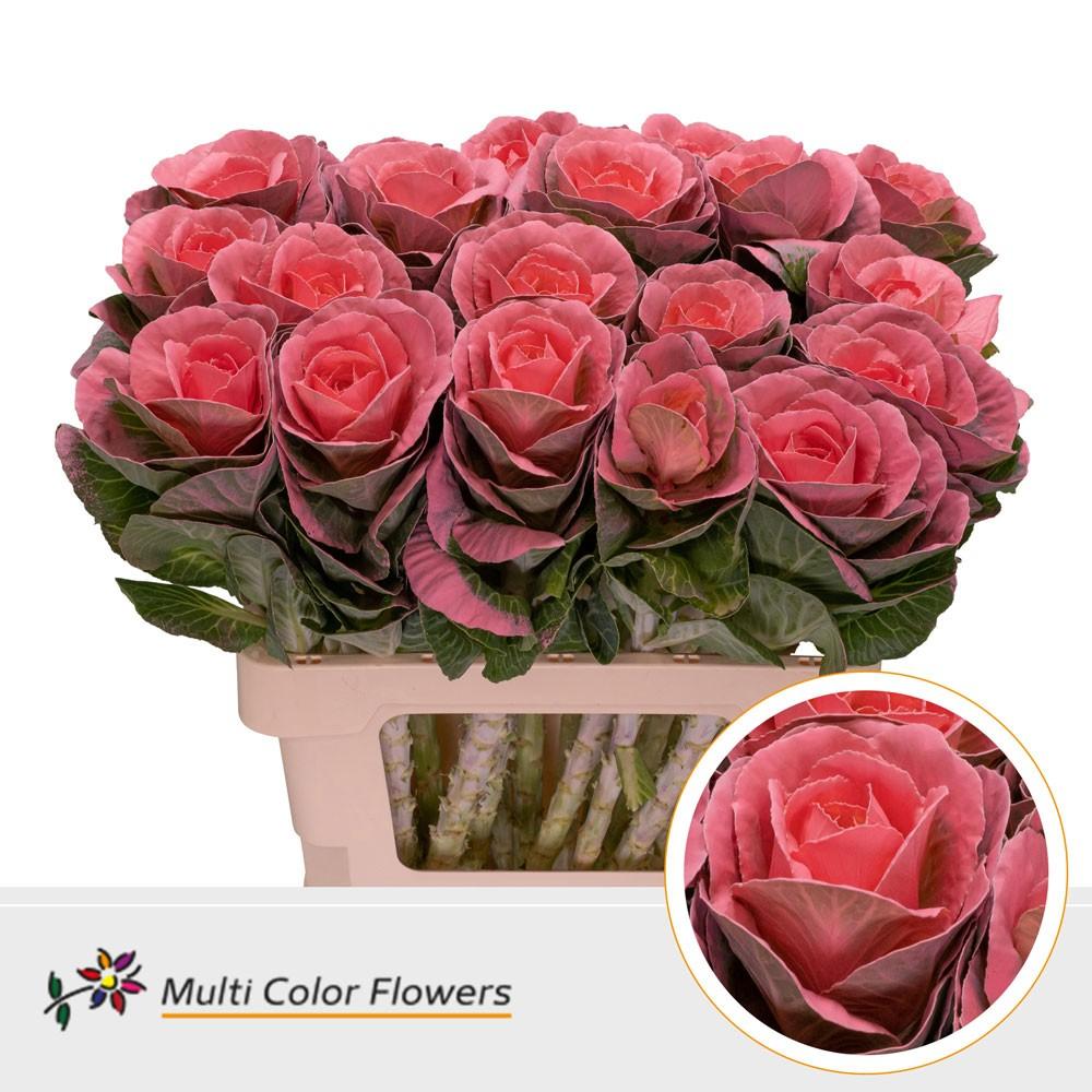 Срезанные цветы оптом Brassica paint pink от 20шт из Голландии с доставкой по России