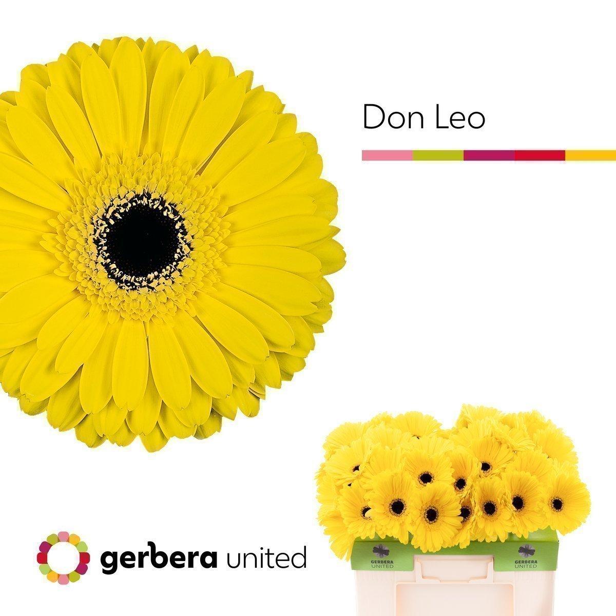 Срезанные цветы оптом Gerbera don leo A от 40шт из Голландии с доставкой по России