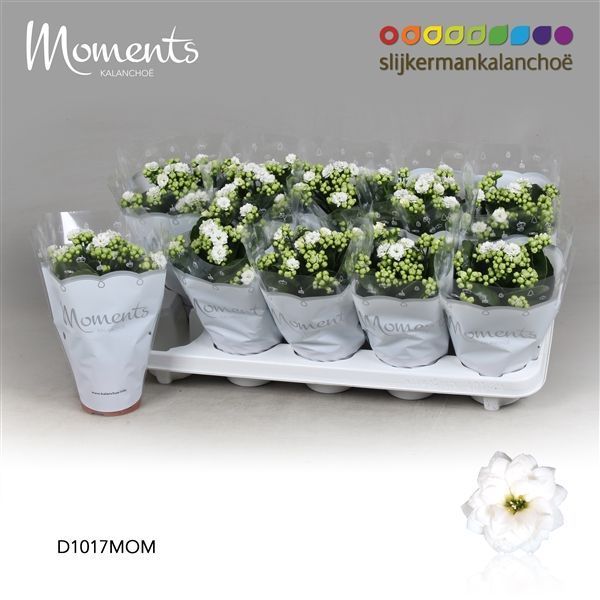 Горшечные цветы и растения оптом Kalanchoe Double White от 10шт из Голландии с доставкой по России