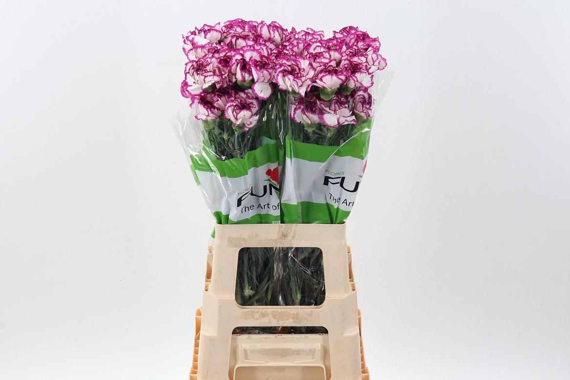 Срезанные цветы оптом Dianthus st kino от 80шт из Голландии с доставкой по России