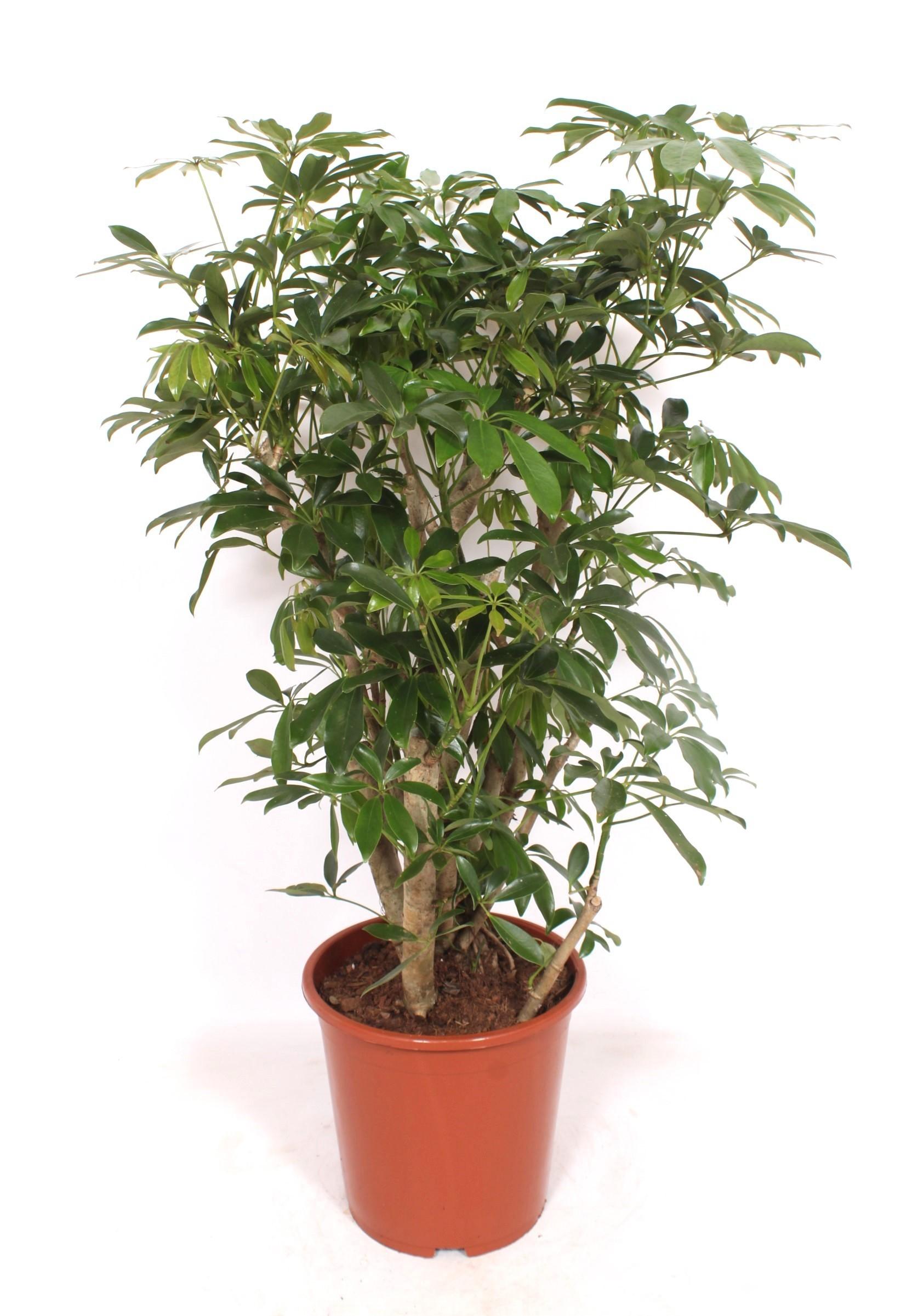 Горшечные цветы и растения оптом Schefflera Compacta Bush от 1шт из Голландии с доставкой по России