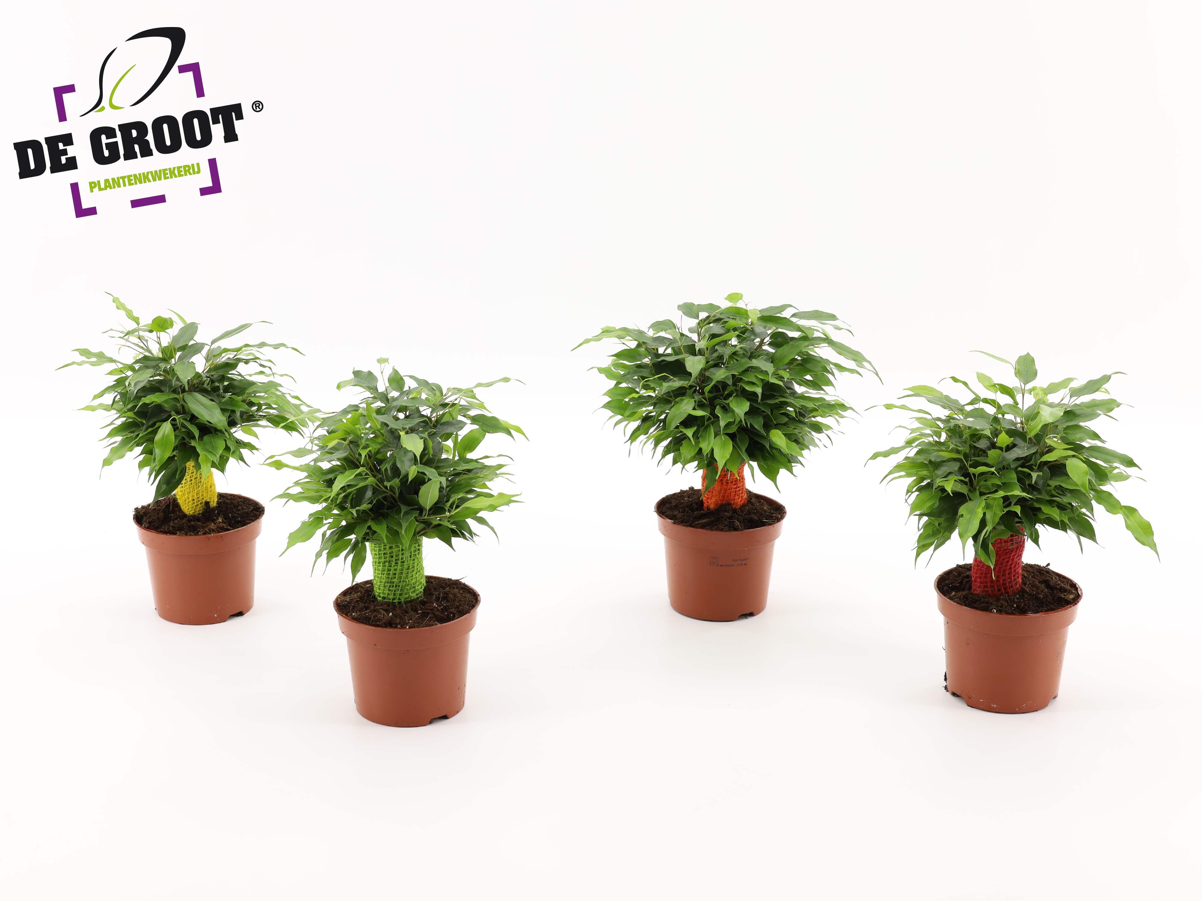 Горшечные цветы и растения оптом Ficus Be Green Kinky Jute Color от 10шт из Голландии с доставкой по России