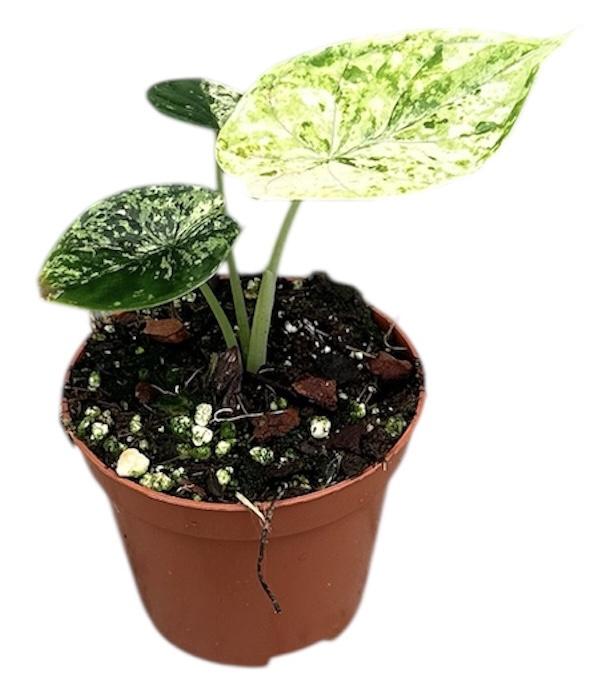 Горшечные цветы и растения оптом Alocasia Dragon Scale Mint от 1шт (для телеги) из Голландии с доставкой по России