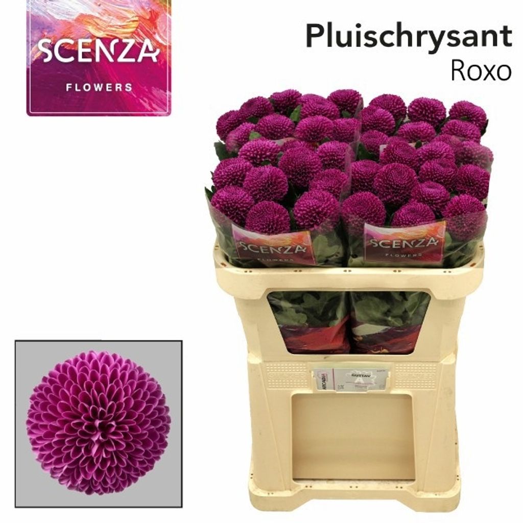 Срезанные цветы оптом Chrys bl roxo от 40шт. из Голландии с доставкой по России