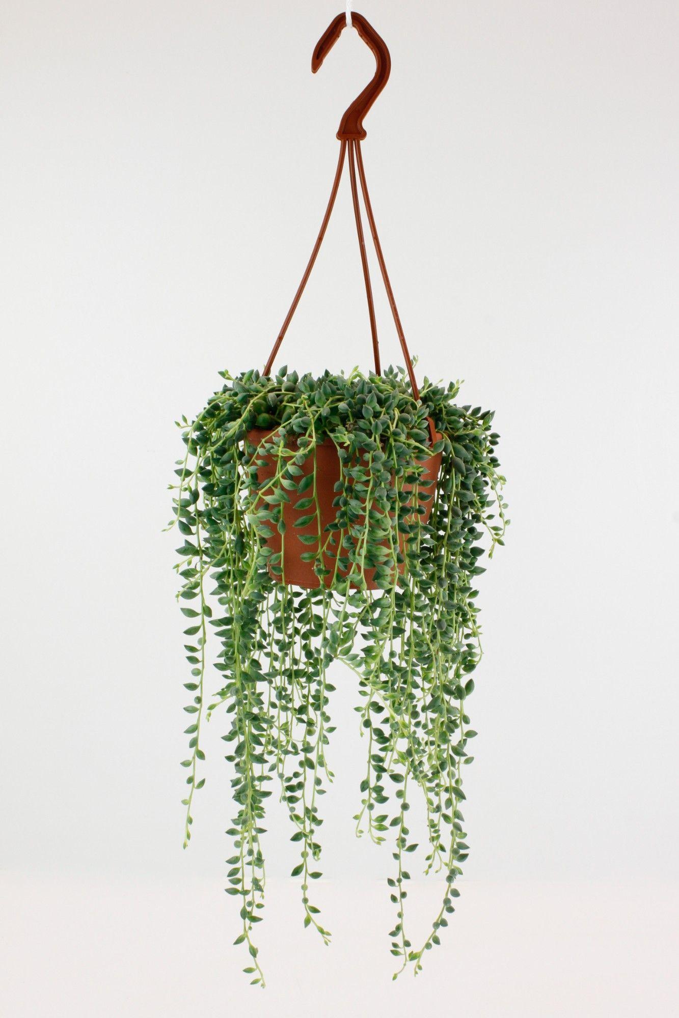 Горшечные цветы и растения оптом Senecio Herreianus от 6шт из Голландии с доставкой по России