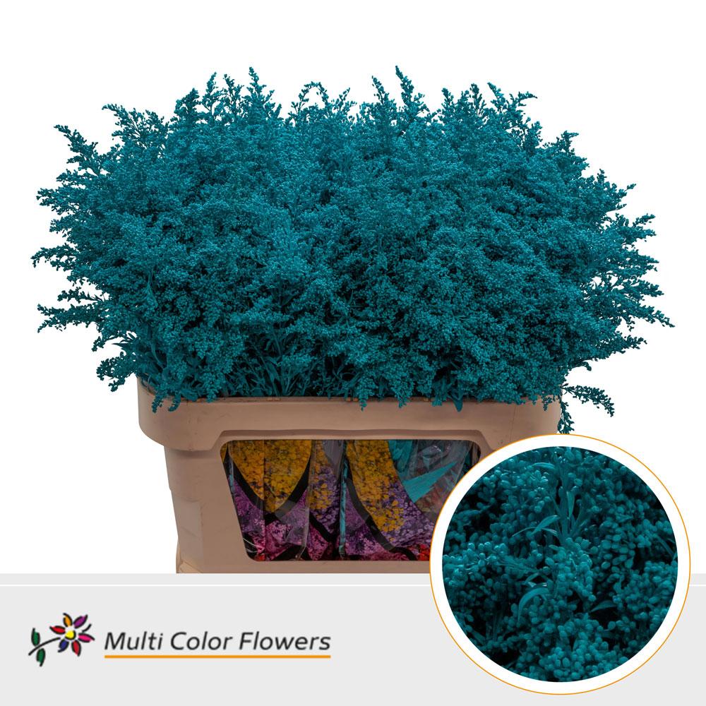 Срезанные цветы оптом Solidago paint turqoise от 100шт из Голландии с доставкой по России