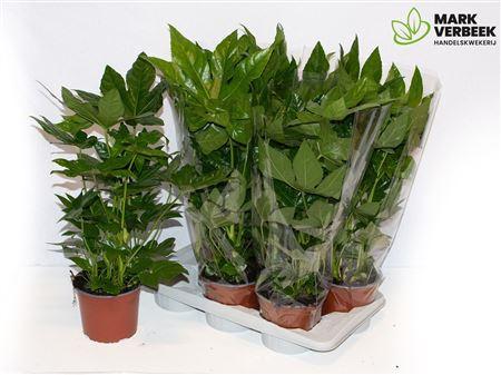 Горшечные цветы и растения оптом Fatsia Ov 5pp от 6шт из Голландии с доставкой по России