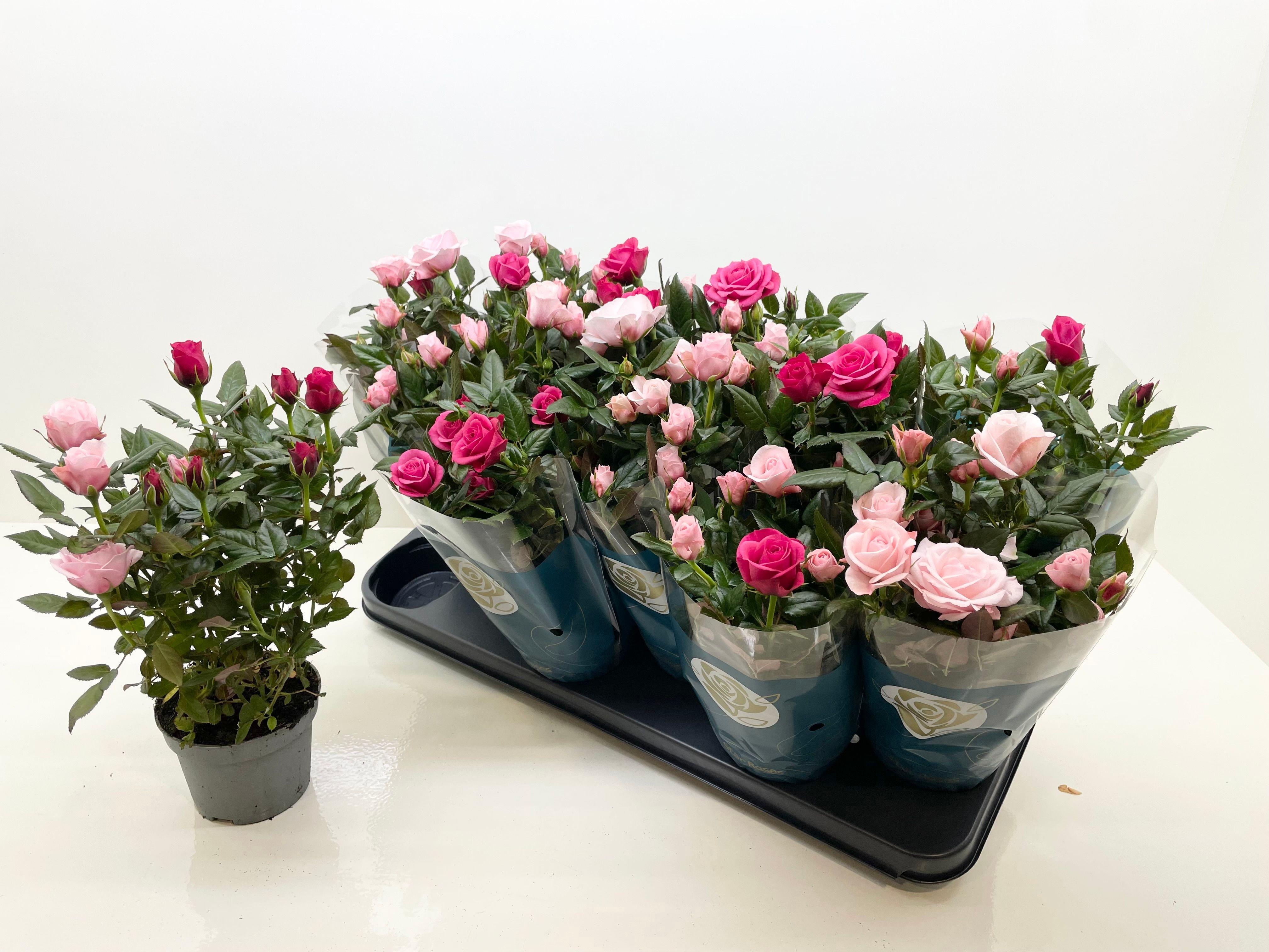 Горшечные цветы и растения оптом Ro Champagne Star от 12шт из Голландии с доставкой по России