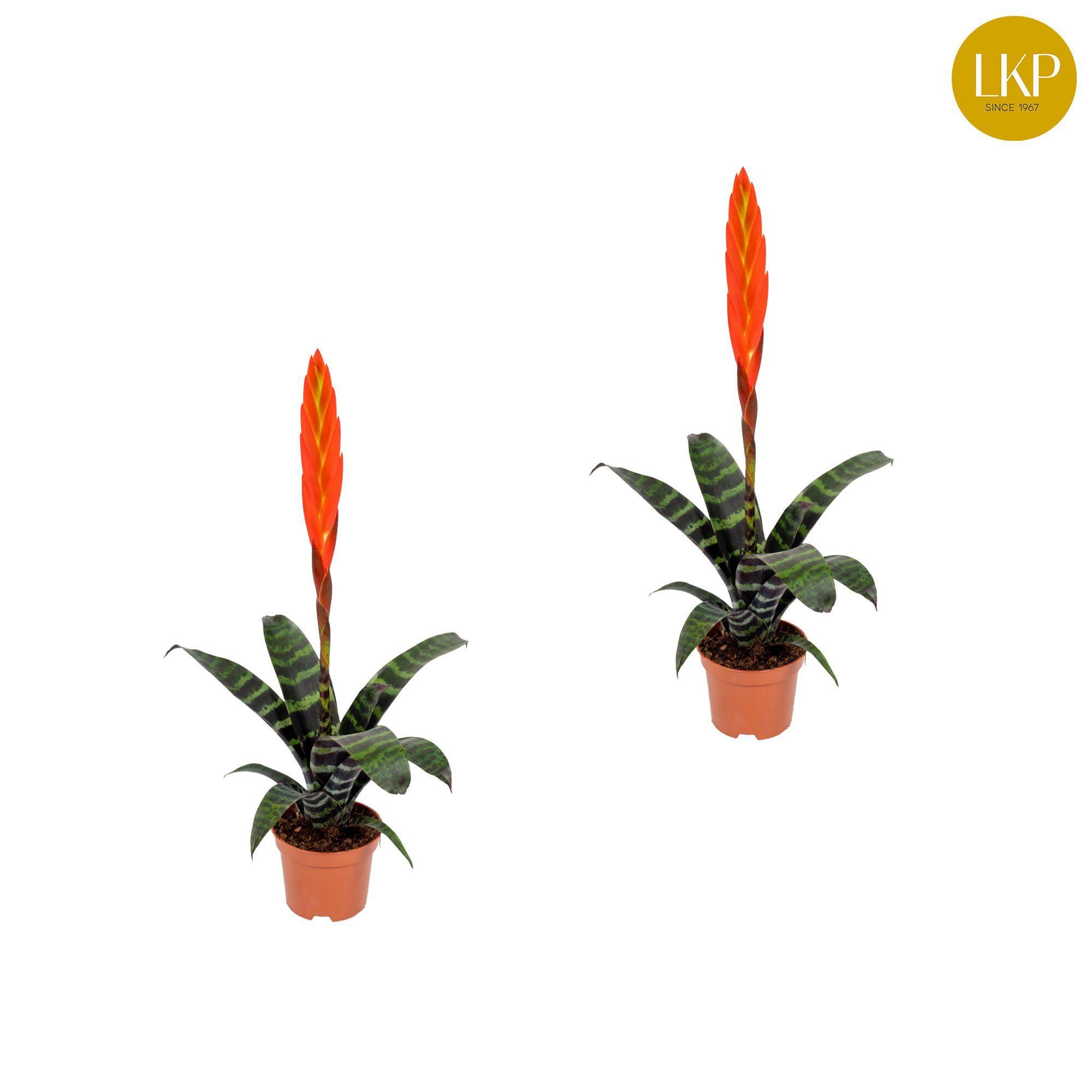 Горшечные цветы и растения оптом Vriesea Era от 11шт (для телеги) из Голландии с доставкой по России