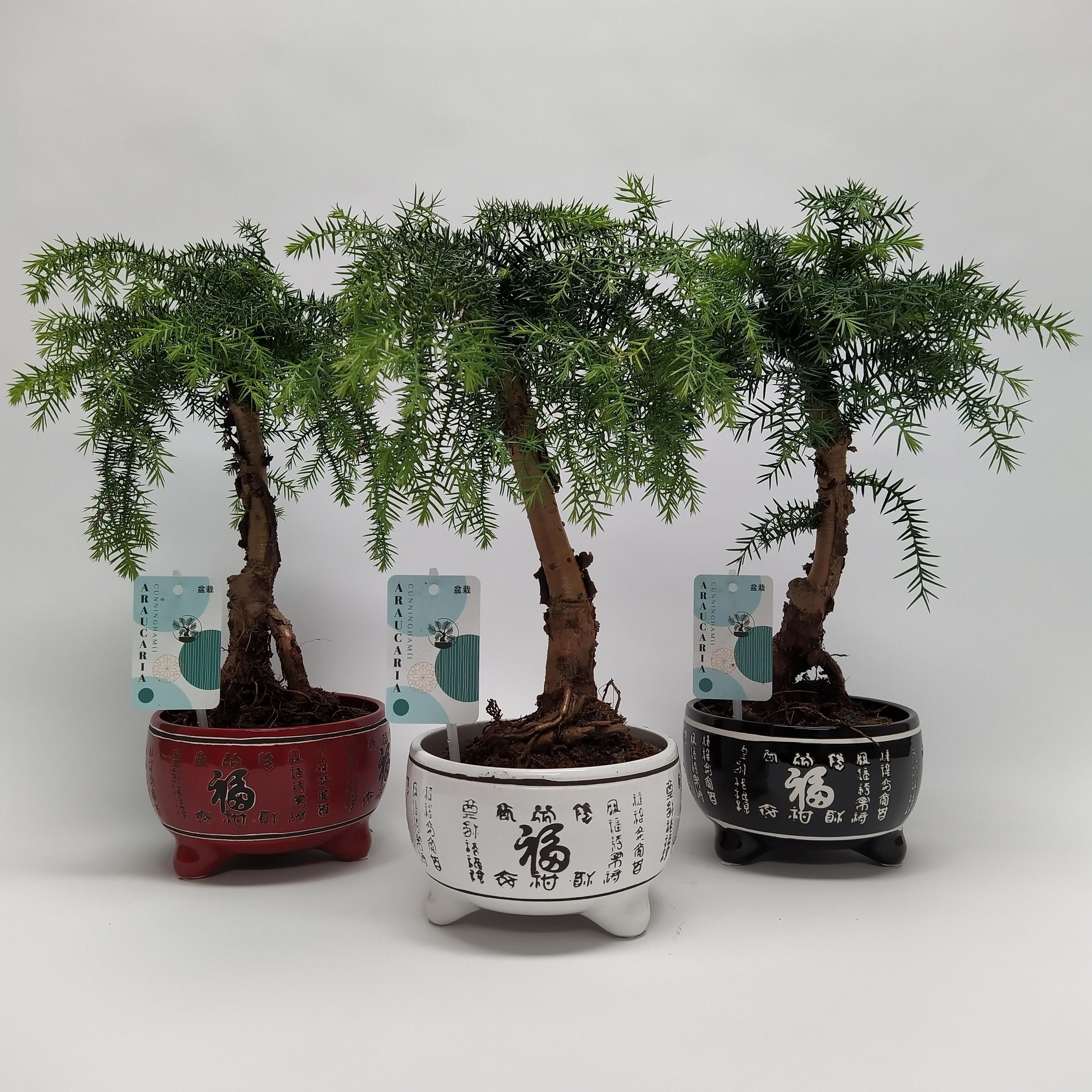 Горшечные цветы и растения оптом Araucaria Cunninghamii Bonsai Lucky от 6шт из Голландии с доставкой по России