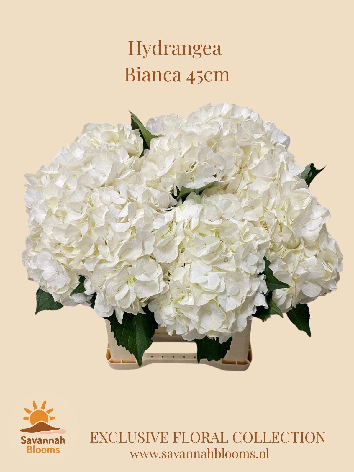 Срезанные цветы оптом Hydrangea bianca от 10шт из Голландии с доставкой по России