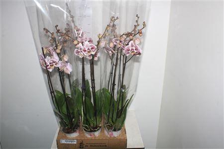 Горшечные цветы и растения оптом Phal Anthura Blanes 2 Branches 20+ от 6шт из Голландии с доставкой по России