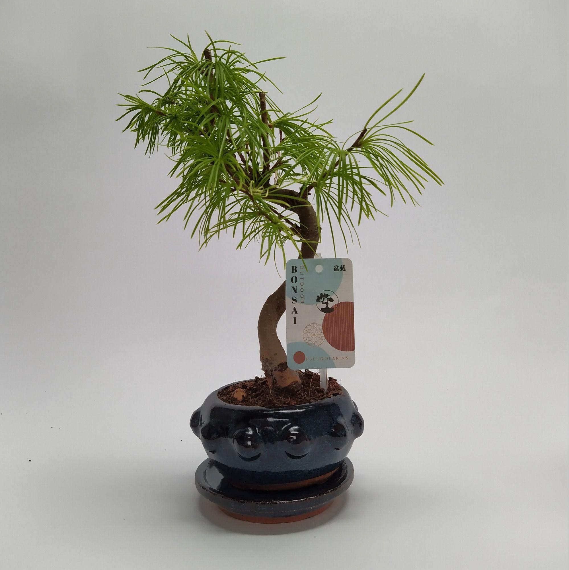 Горшечные цветы и растения оптом Bonsai Pseudolarix от 9шт из Голландии с доставкой по России