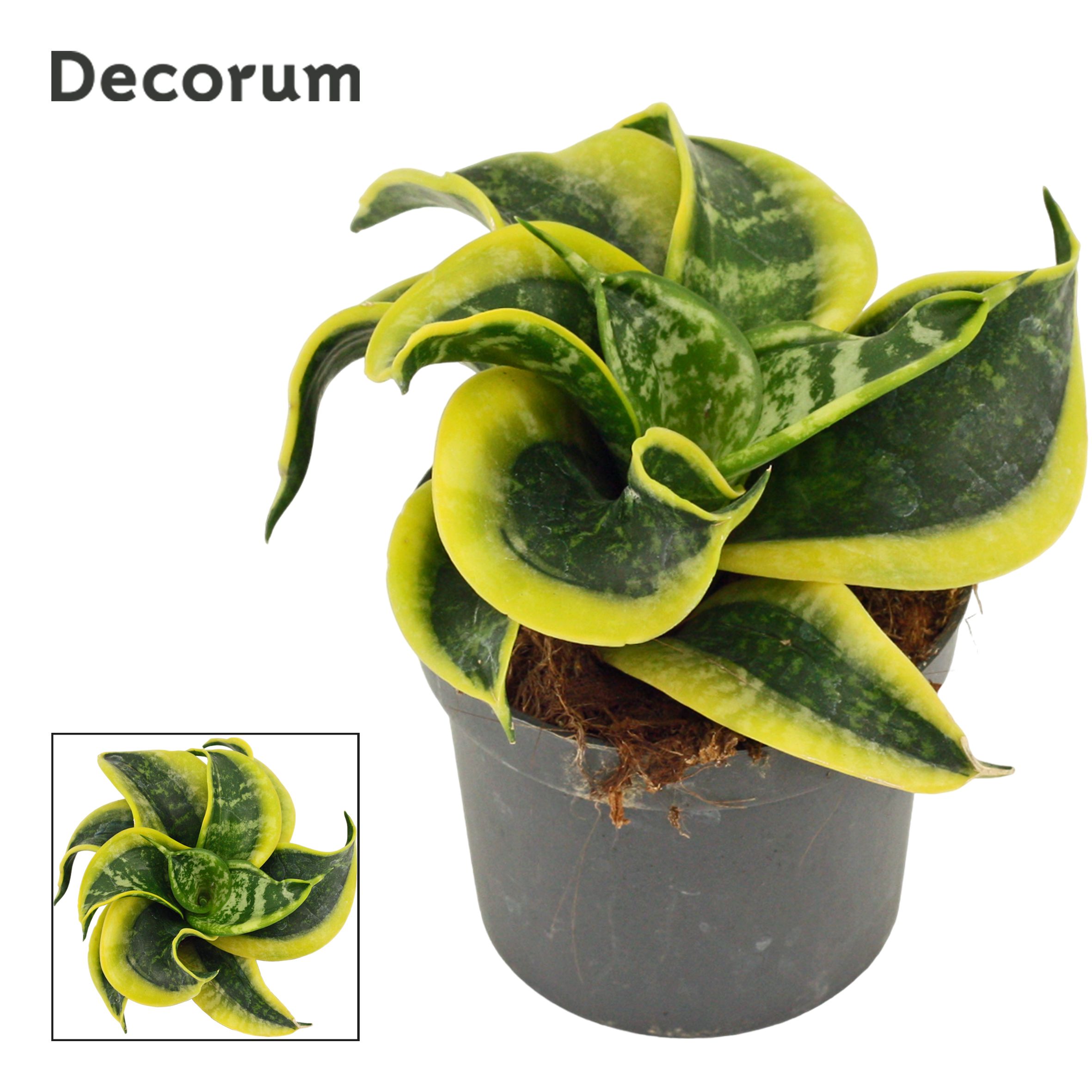 Горшечные цветы и растения оптом Sansevieria Hahnii Tornado (decorum) от 12шт (для телеги) из Голландии с доставкой по России