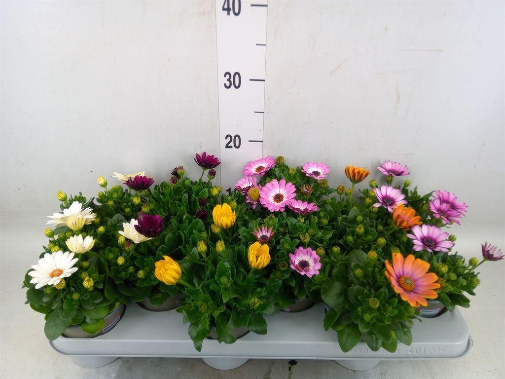 Горшечные цветы и растения оптом Osteospermum   ...mix от 12шт из Голландии с доставкой по России