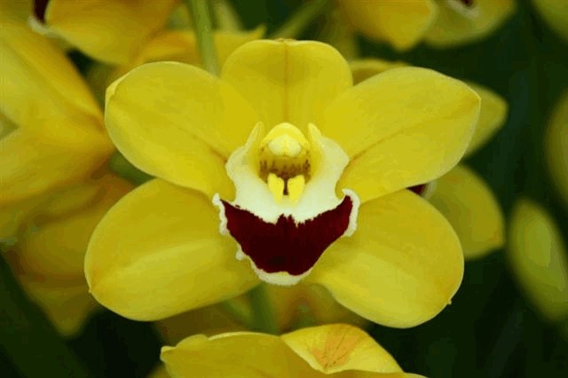 Срезанные цветы оптом Minicymbidium yellow от 10шт из Голландии с доставкой по России