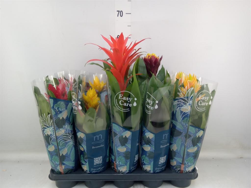 Горшечные цветы и растения оптом Bromelia   ...mix от 10шт из Голландии с доставкой по России