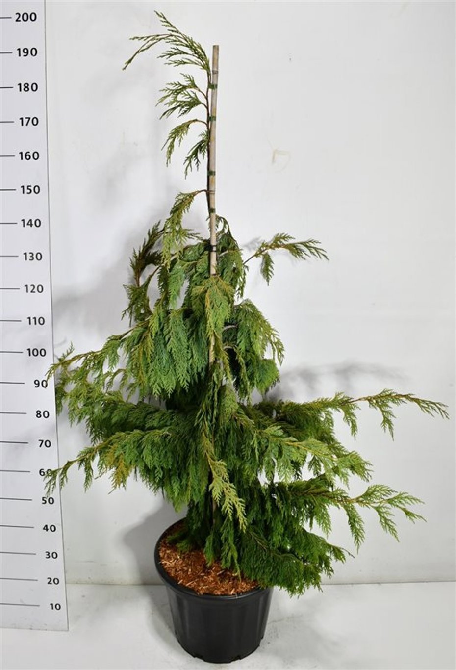 Горшечные цветы и растения оптом Chamaecyparis Noot Pendula от 1шт из Голландии с доставкой по России