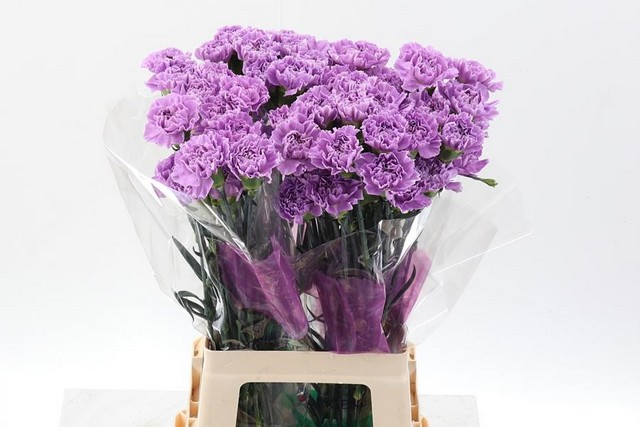 Срезанные цветы оптом Dianthus st moonaqua от 80шт из Голландии с доставкой по России