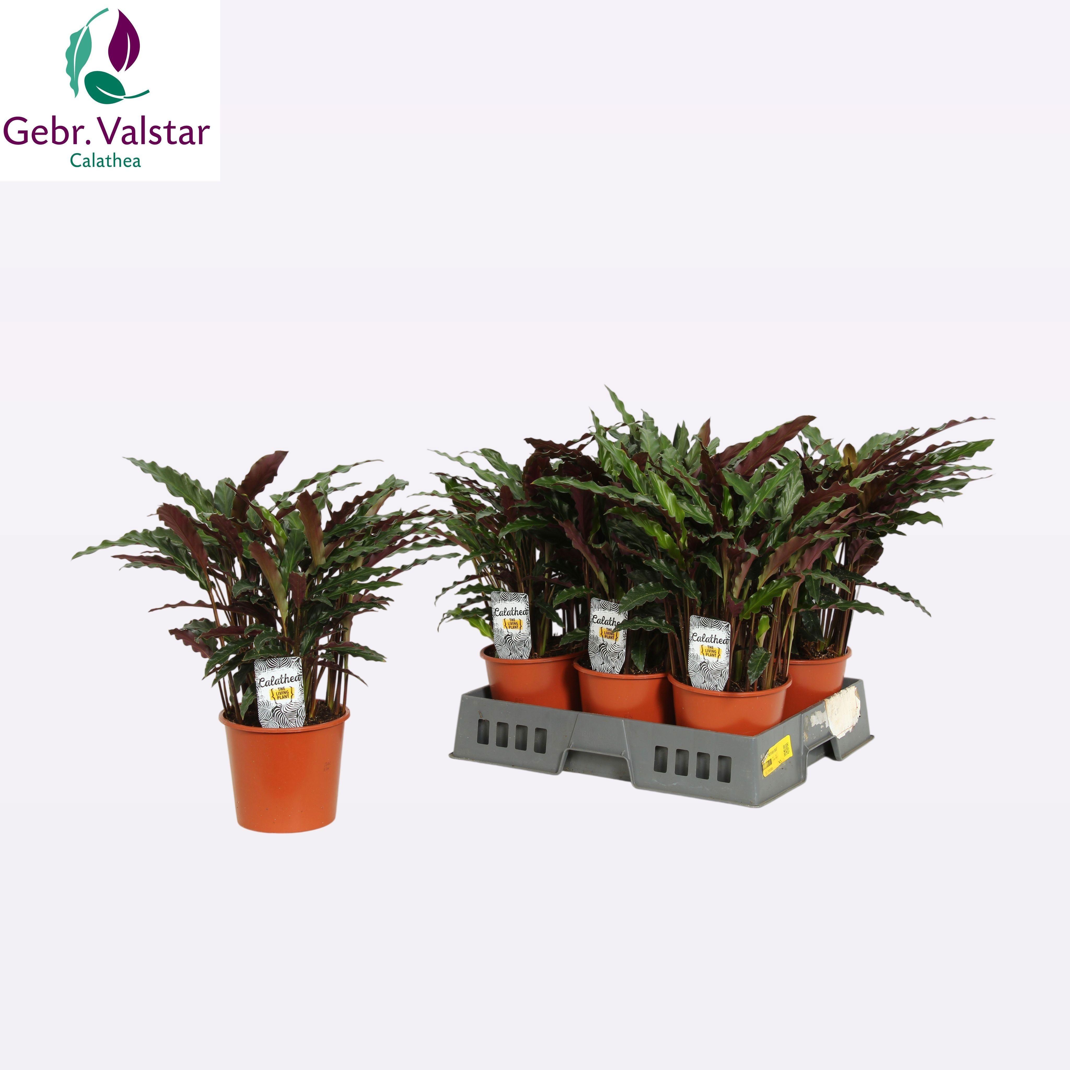 Горшечные цветы и растения оптом Calat Ruf Elgergrass от 6шт из Голландии с доставкой по России