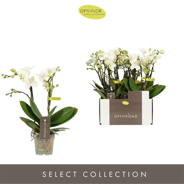 Горшечные цветы и растения оптом Phal Mini 2st White Ceramic от 8шт (для телеги) из Голландии с доставкой по России