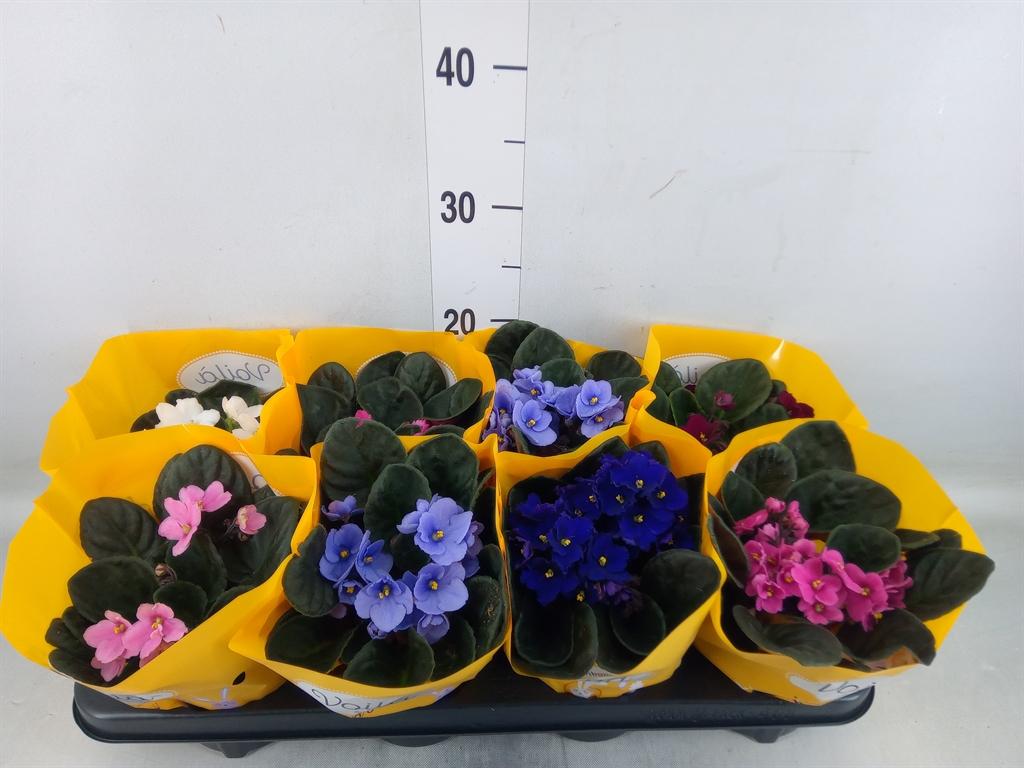 Горшечные цветы и растения оптом Saintpaulia   ...mix от 8шт (для телеги) из Голландии с доставкой по России