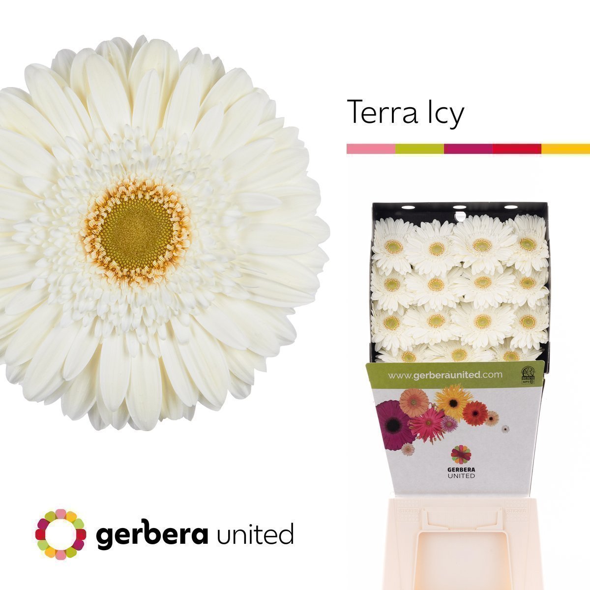 Срезанные цветы оптом Gerbera diamond terra icy от 45шт из Голландии с доставкой по России