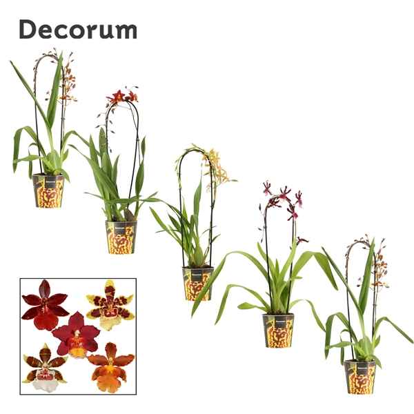 Горшечные цветы и растения оптом Cambria Cascade 1st Mix (decorum) от 6шт из Голландии с доставкой по России