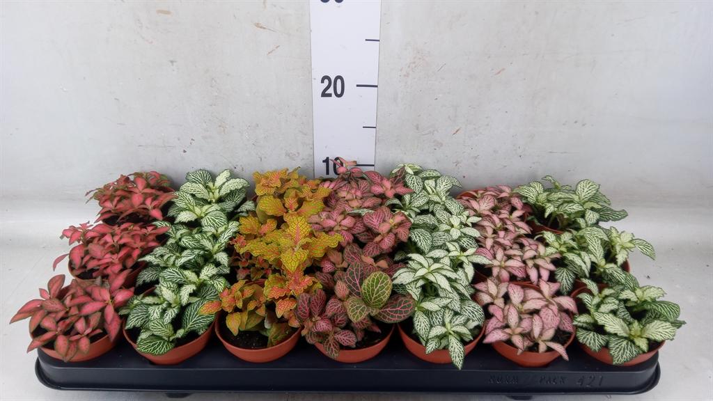 Горшечные цветы и растения оптом Fittonia Mix от 21шт (для телеги) из Голландии с доставкой по России