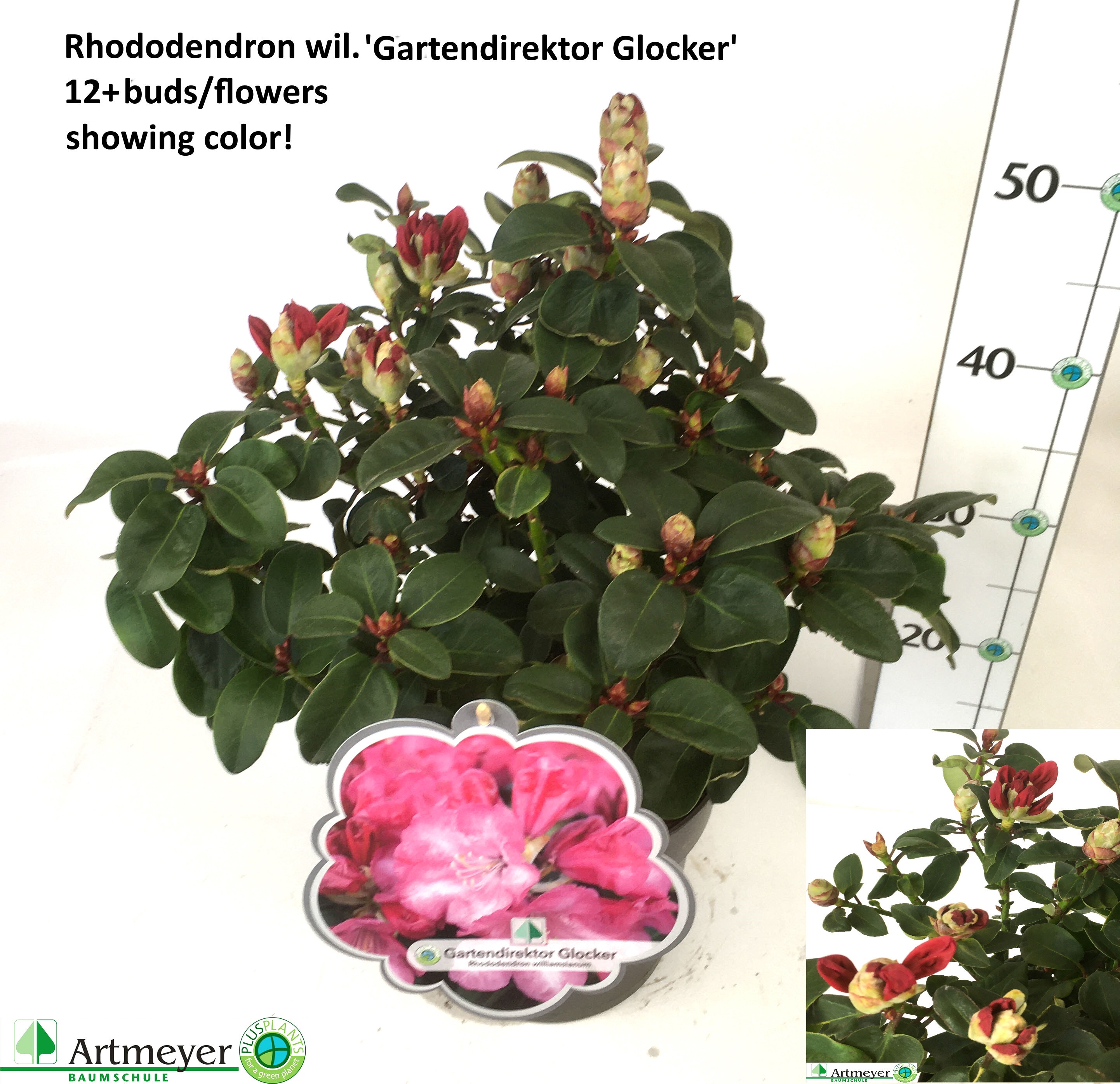 Горшечные цветы и растения оптом Rhod W Gartend Glock от 1шт из Голландии с доставкой по России