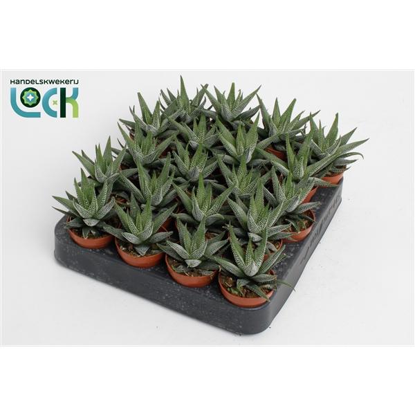 Горшечные цветы и растения оптом Haworthia Concolor от 20шт (для телеги) из Голландии с доставкой по России