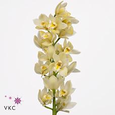 Срезанные цветы оптом Minicymbidium yellow earlysue paddy от 20шт. из Голландии с доставкой по России