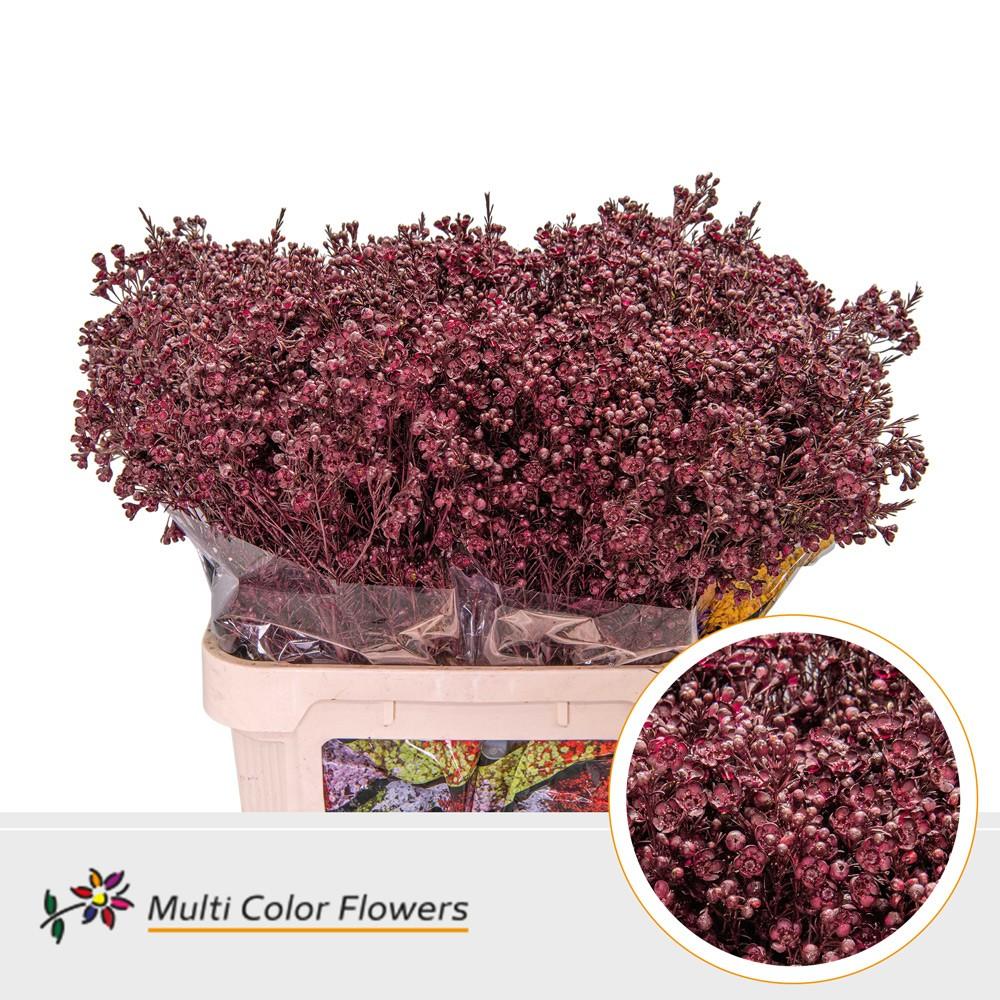 Срезанные цветы оптом Chamelaucium paint bordeaux от 75шт из Голландии с доставкой по России