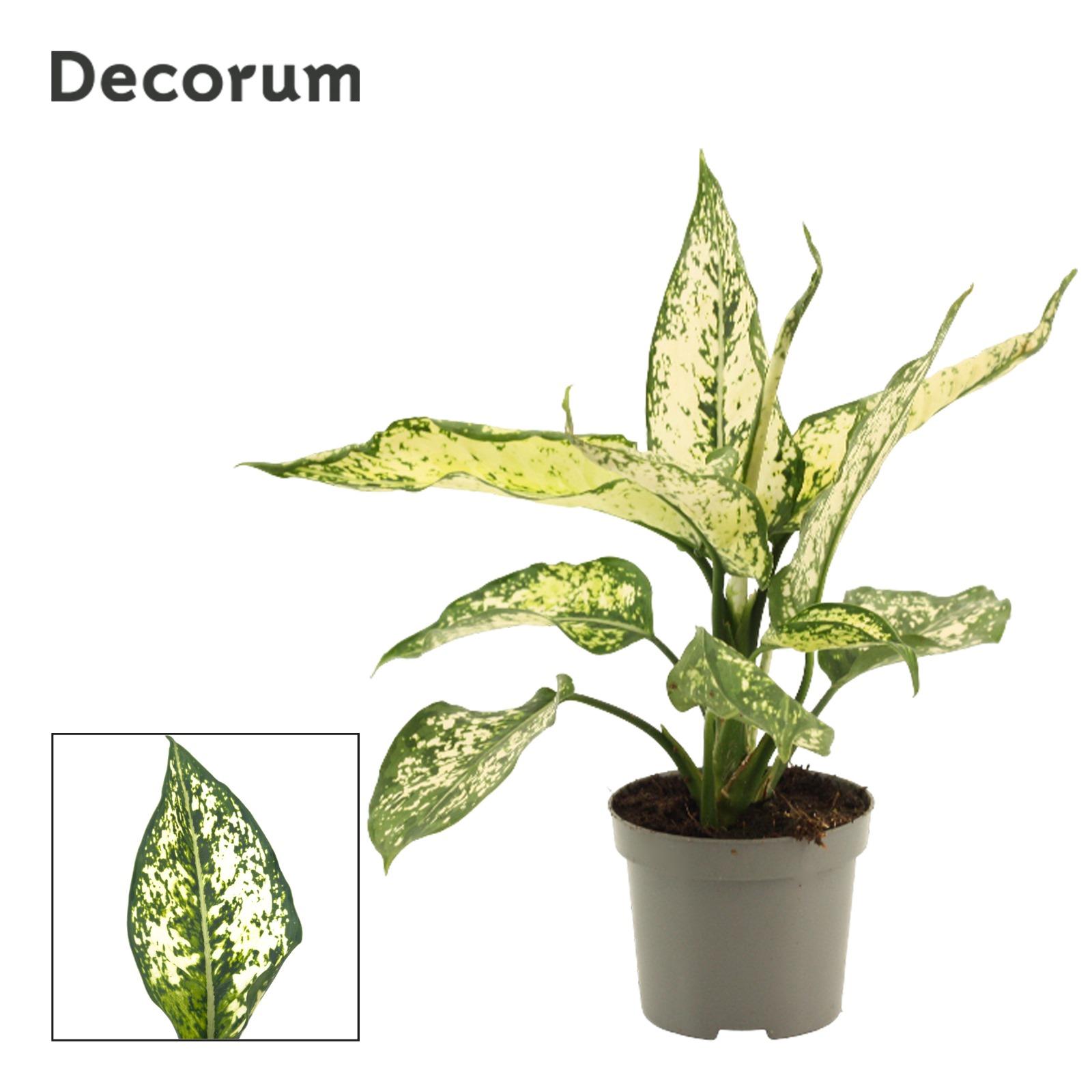Горшечные цветы и растения оптом Aglaonema White Diamond от 18шт (для телеги) из Голландии с доставкой по России