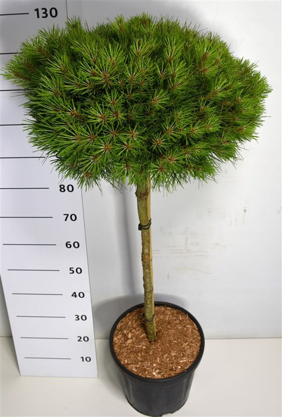 Горшечные цветы и растения оптом Pinus Nigra Marie Bregeon On Stem от 1шт из Голландии с доставкой по России