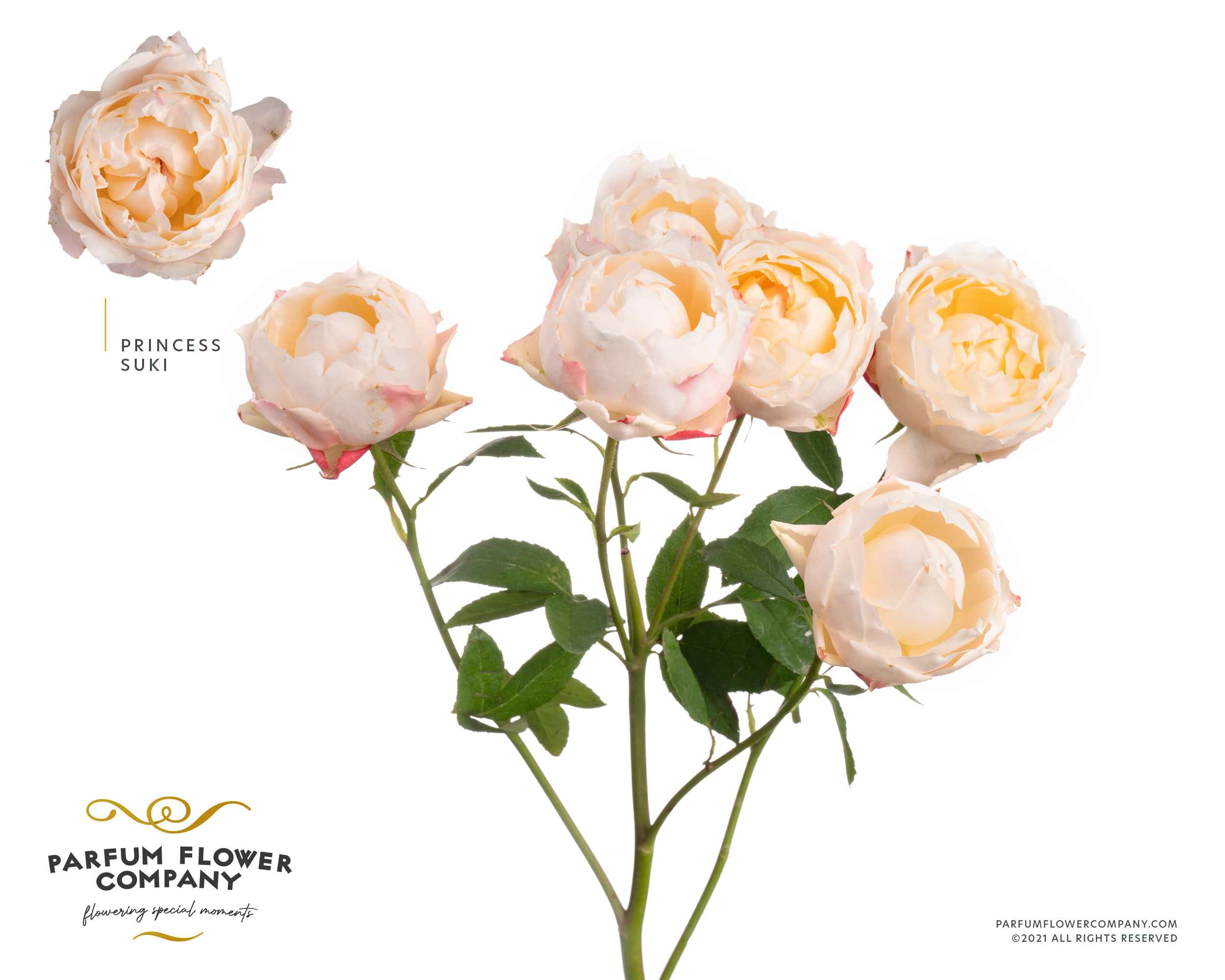 Срезанные цветы оптом Rosa sp garden princess suki от 24шт из Голландии с доставкой по России