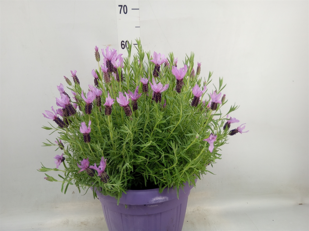 Горшечные цветы и растения оптом Lavandula Stoec. от 1шт из Голландии с доставкой по России