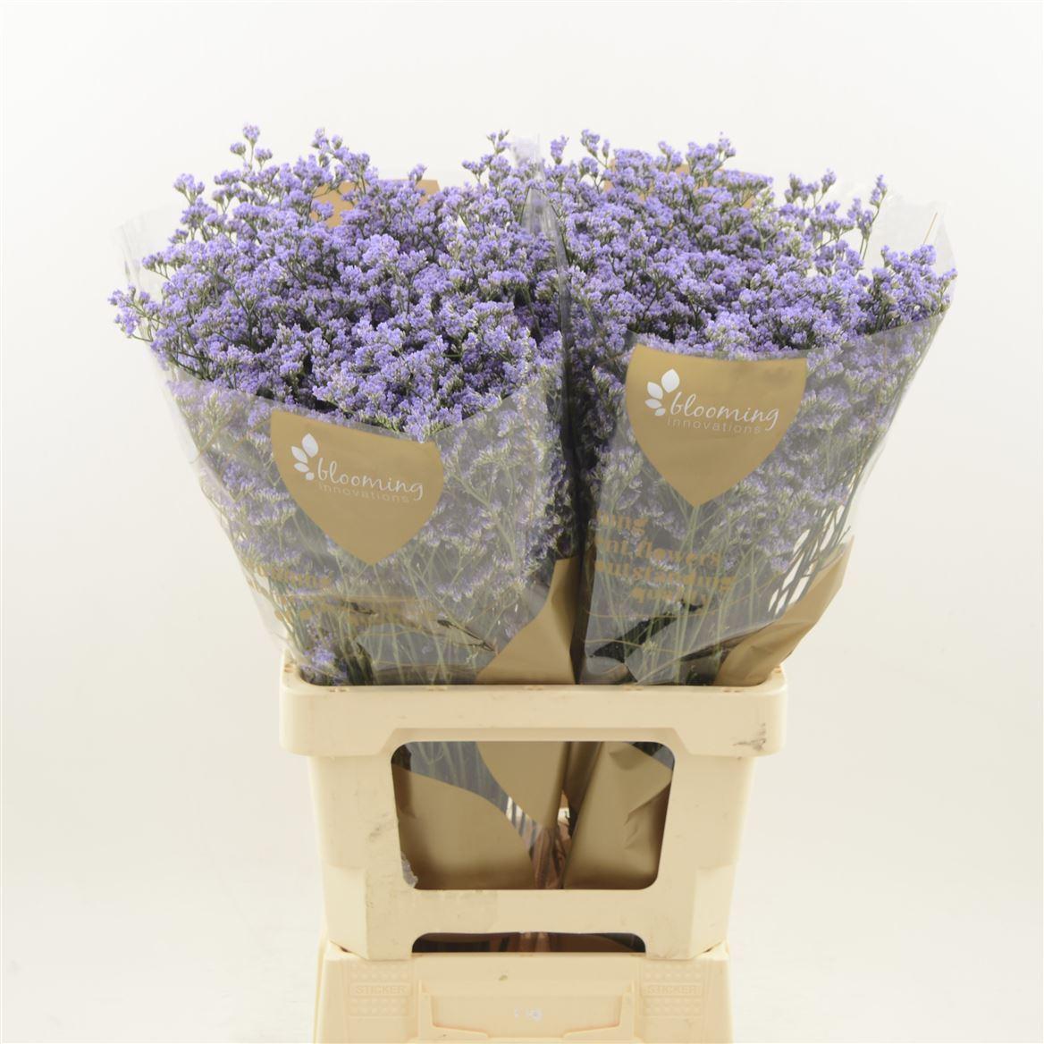 Срезанные цветы оптом Limonium utah blue от 600шт. из Голландии с доставкой по России