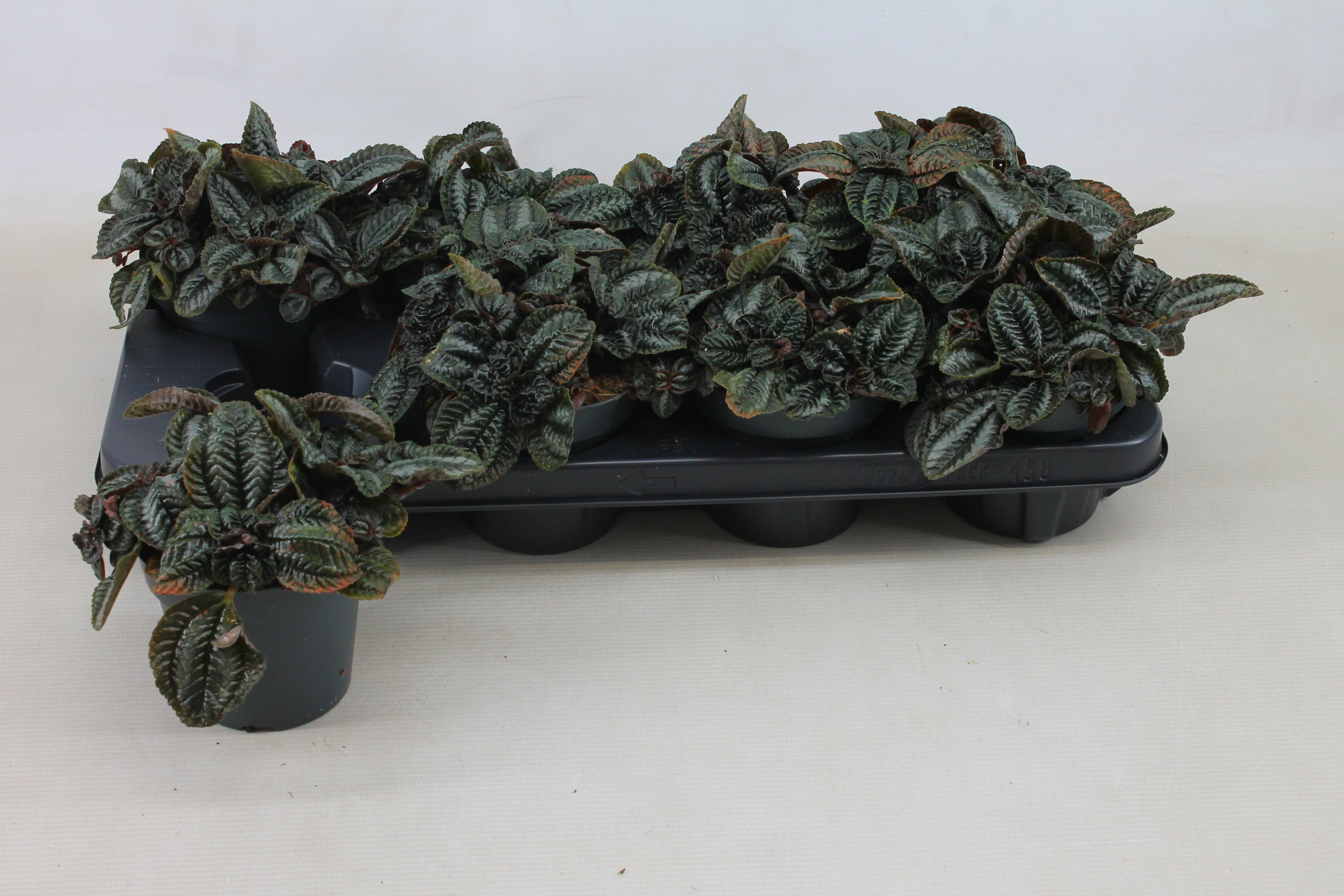 Горшечные цветы и растения оптом Pilea Norfolk от 8шт из Голландии с доставкой по России