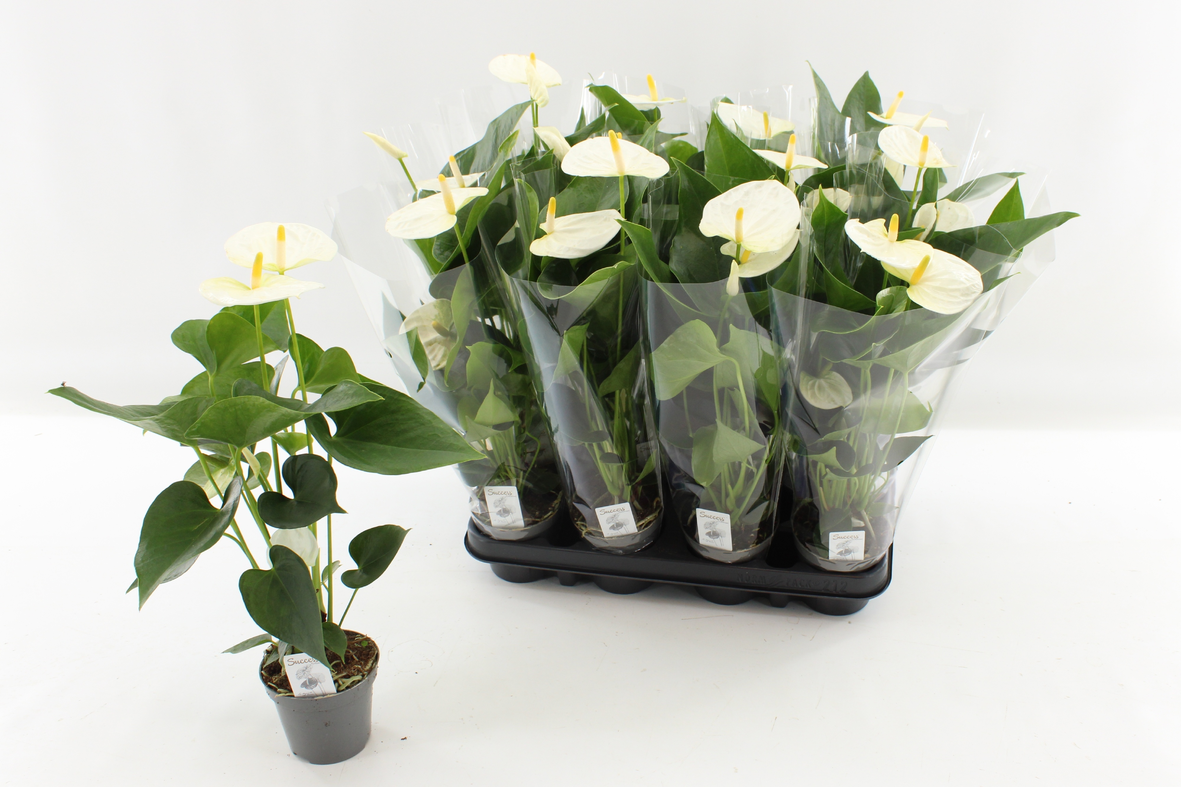 Горшечные цветы и растения оптом Anthu An Cocos от 12шт (для телеги) из Голландии с доставкой по России