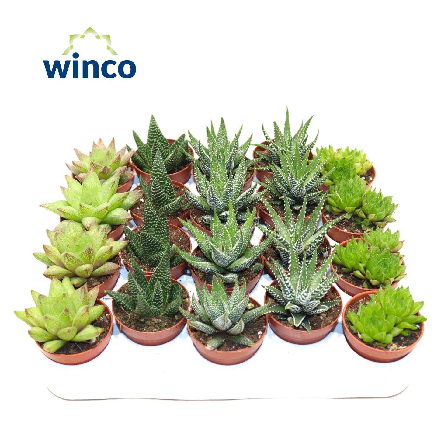 Горшечные цветы и растения оптом Hawo Gem от 20шт (для телеги) из Голландии с доставкой по России