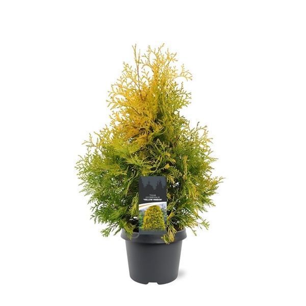 Горшечные цветы и растения оптом Thuja Occ Yellow Ribbon от 1шт из Голландии с доставкой по России