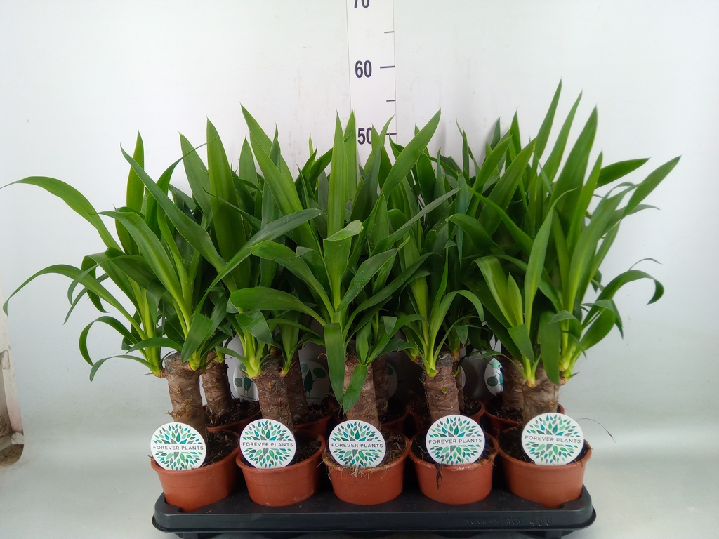 Горшечные цветы и растения оптом Yucca   ... от 10шт из Голландии с доставкой по России