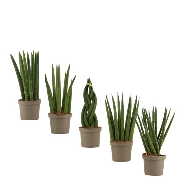 Горшечные цветы и растения оптом Sansevieria Cylindrica Mix от 22шт из Голландии с доставкой по России