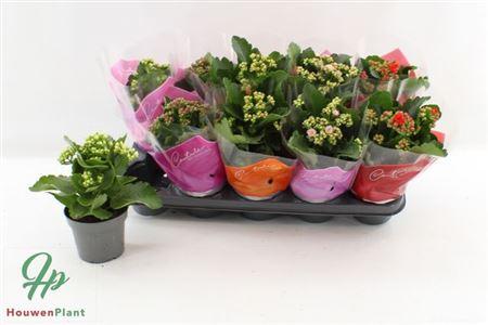 Горшечные цветы и растения оптом Kal Cal Mix Ton Sur Ton от 10шт из Голландии с доставкой по России Горшечные цветы и растения оптом Kal Cal Mix Ton Sur Ton от 10шт из Голландии с доставкой по России