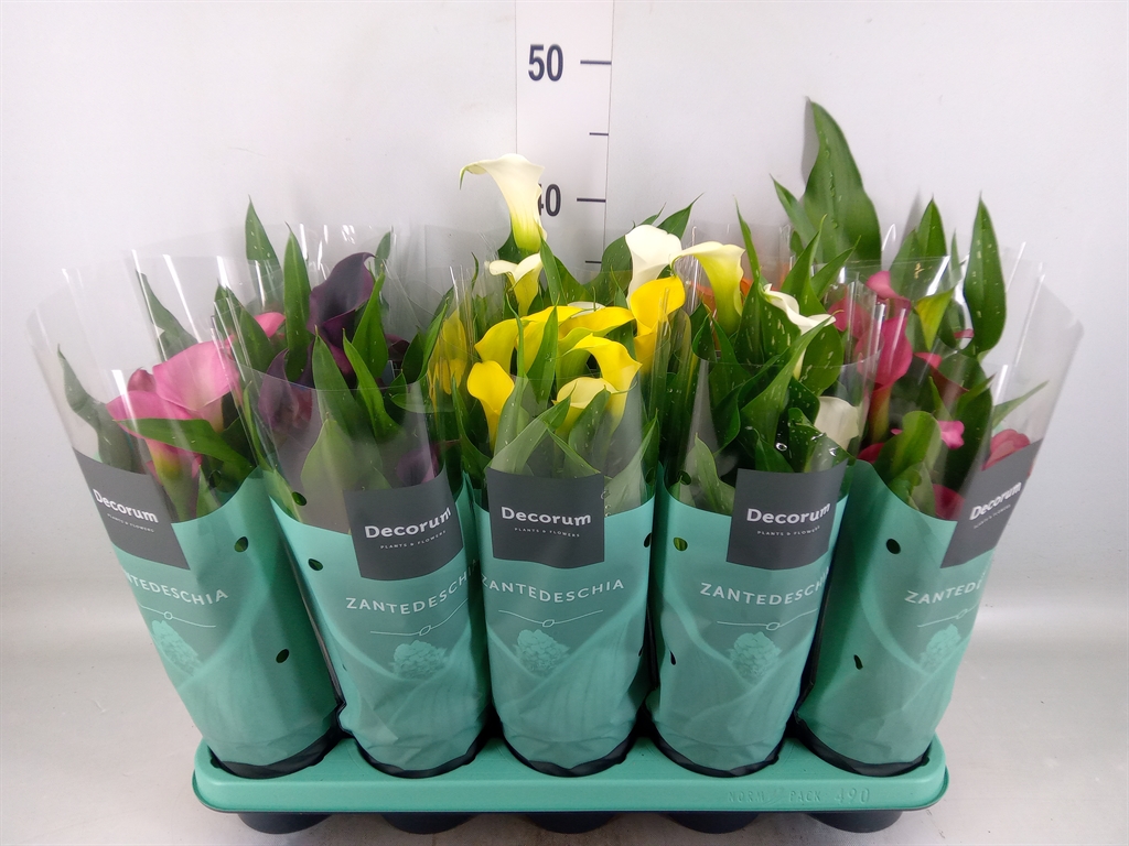 Горшечные цветы и растения оптом Zantedeschia   ...mix от 10шт из Голландии с доставкой по России